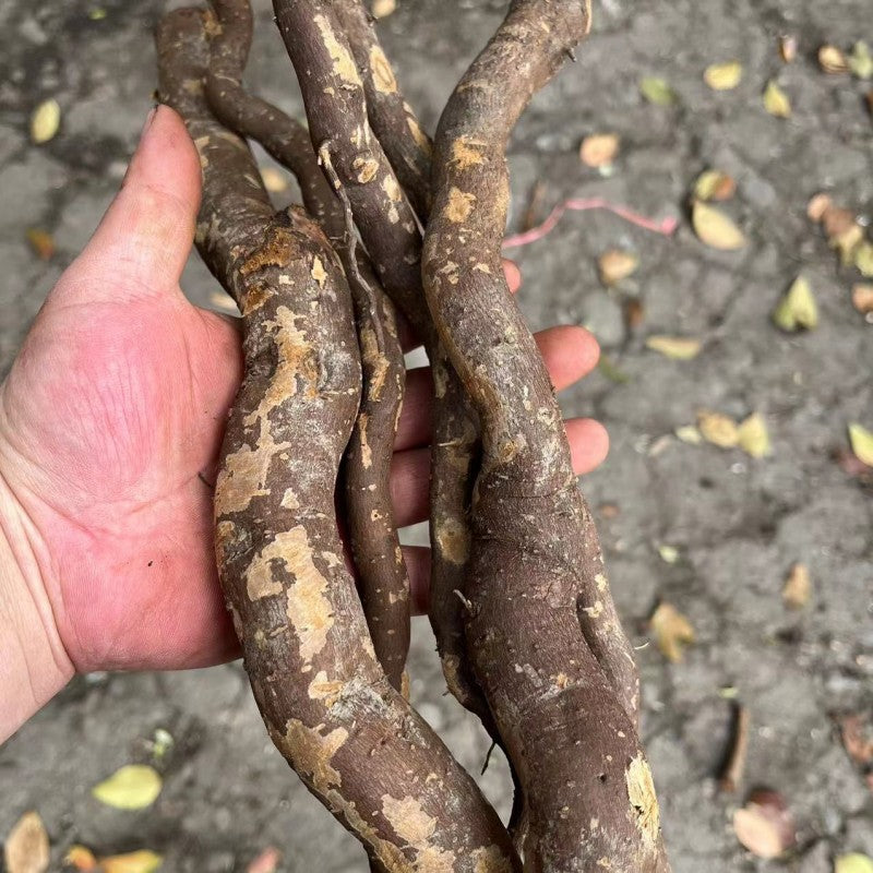 Mu Jiang Zi Gen 木姜子根, Litsea Euosma Roots, Radix Litseamollis, Shan Hu Jiao Gen-Health Wisdom™