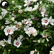 Mu Jin Hua 木槿花, Shrubalthea Flower, Flos Hibisci Syriaci-Health Wisdom™