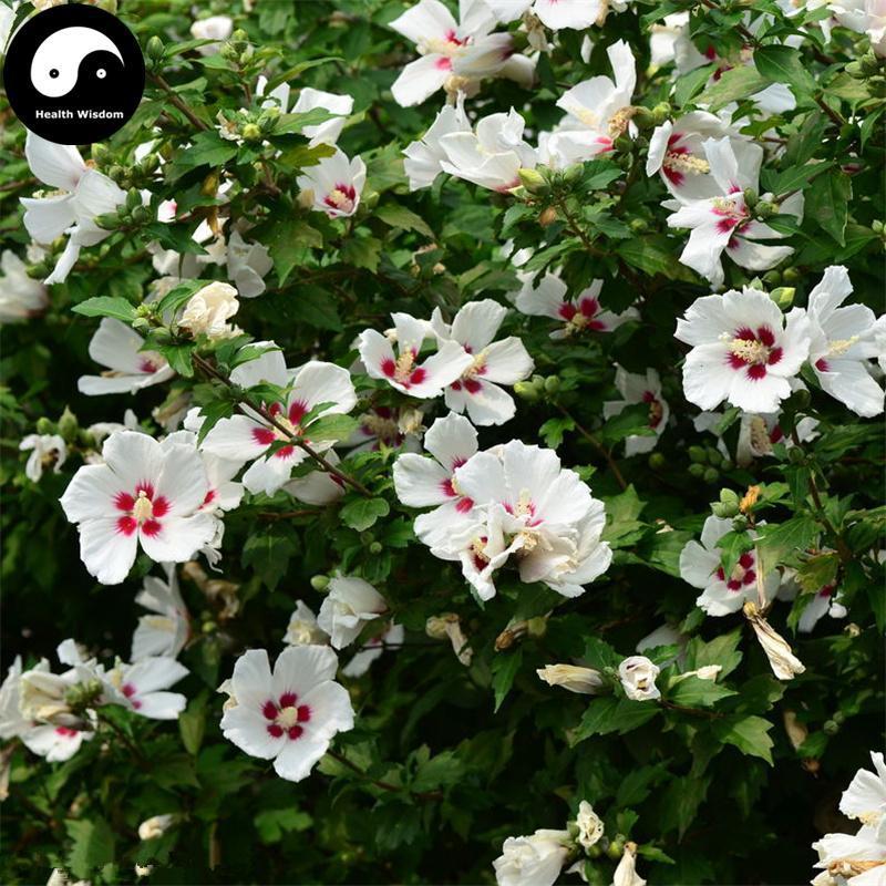 Mu Jin Hua 木槿花, Shrubalthea Flower, Flos Hibisci Syriaci-Health Wisdom™