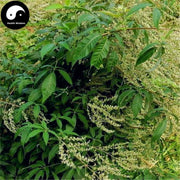 Mu Jing Ye 牡荊葉, Folium Viticis Cannabifoliae, Folium Viticis Negundo-Health Wisdom™