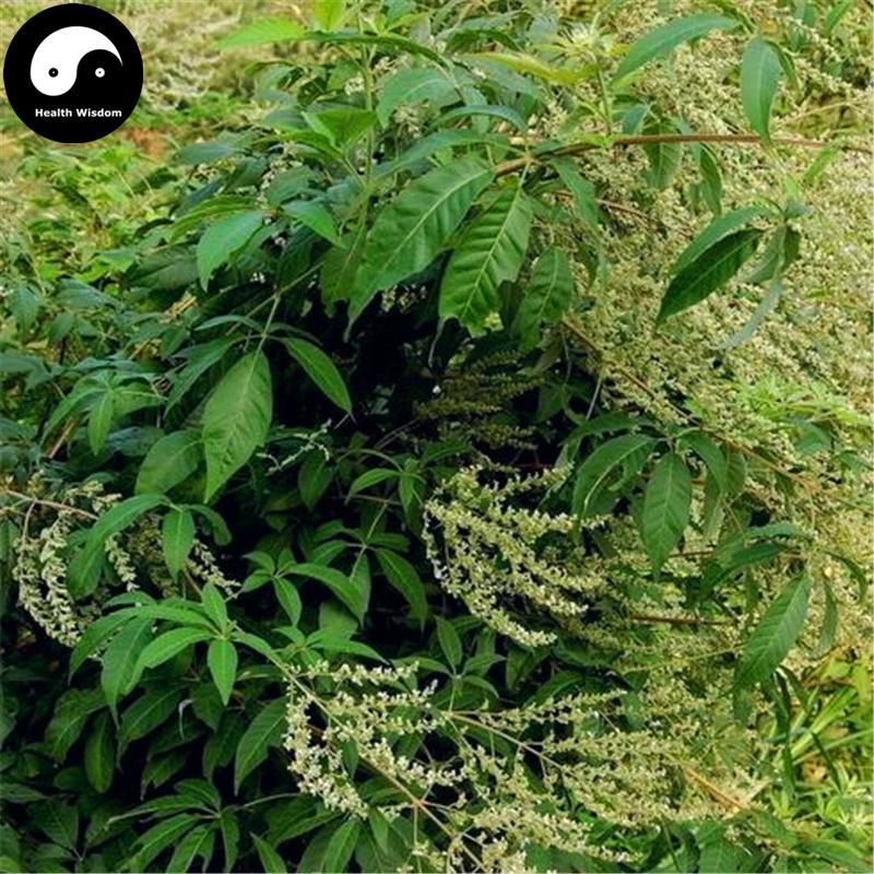 Mu Jing Ye 牡荊葉, Folium Viticis Cannabifoliae, Folium Viticis Negundo-Health Wisdom™
