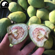 Mu Man Tou 木馒头, Climbing Fig Receptacle, Climbing Fig Fruit, Pi Li Guo, Nai Mu Guo-Health Wisdom™