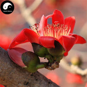 Mu Mian Hua 木棉花, Flos Gossampini, Common Bombax Flower, Flos Bombacis Malabarici-Health Wisdom™