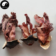 Mu Mian Hua 木棉花, Flos Gossampini, Common Bombax Flower, Flos Bombacis Malabarici-Health Wisdom™