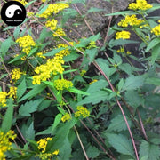 Mu Tou Hui 墓頭回, Scabrous Patrinia Root, Radix Patriniae Heterophyllae-Health Wisdom™