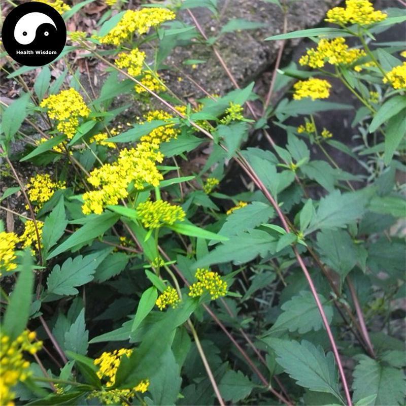 Mu Tou Hui 墓頭回, Scabrous Patrinia Root, Radix Patriniae Heterophyllae-Health Wisdom™