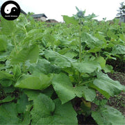 Mu Xiang 木香, Costustoot Root, Radix Aucklandiae, Aucklandia Lappa-Health Wisdom™
