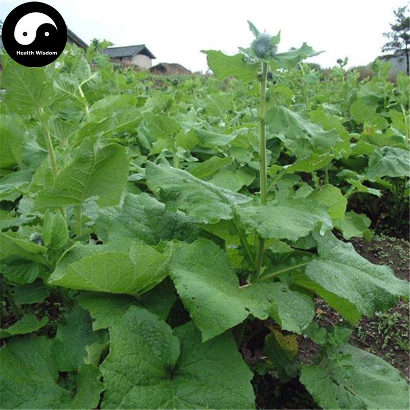 Mu Xiang 木香, Costustoot Root, Radix Aucklandiae, Aucklandia Lappa-Health Wisdom™