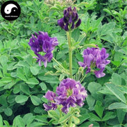 Mu Xu 苜蓿, Herba Medicaginis, Alfalfa Herb, California Burclover Herb-Health Wisdom™