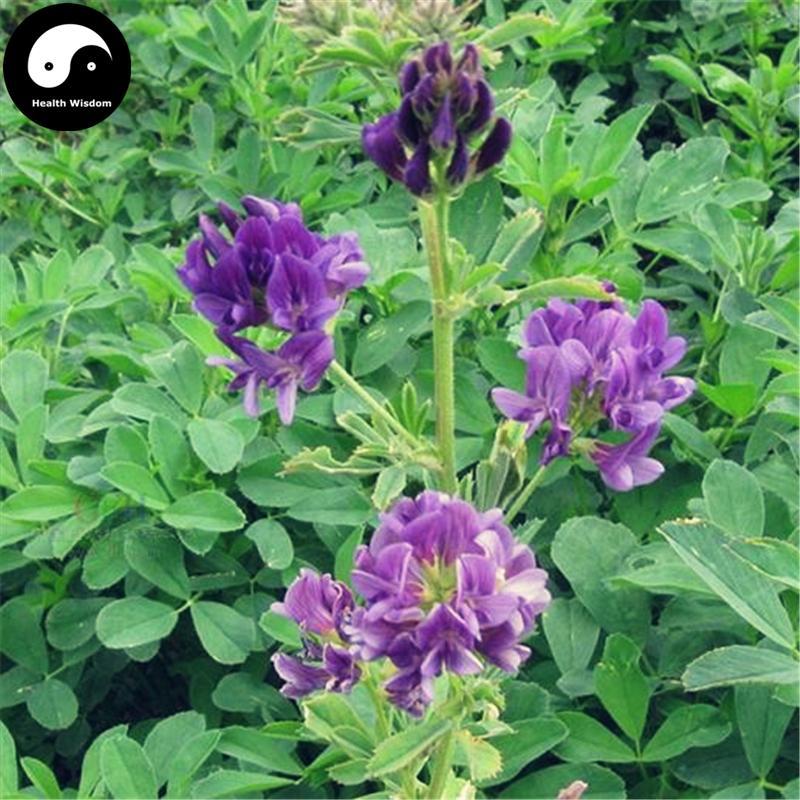 Mu Xu 苜蓿, Herba Medicaginis, Alfalfa Herb, California Burclover Herb-Health Wisdom™