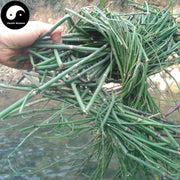 Mu Zei Cao 木贼草, Herba Equiseti Hiemalis, Common Scouring Rush Herb-Health Wisdom™