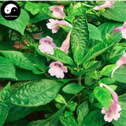 Nan Ban Lan Gen 南板藍根, Radix Baphicacanthis Cusiae, Baphicacanthus Root-Health Wisdom™