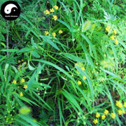 Nan Chai Hu 南柴胡, Red Thorowax Root, Radix Bupleurum Scorzonerifolium, Hong Chai Hu-Health Wisdom™