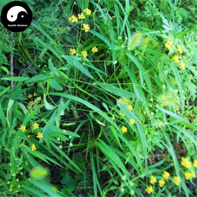 Nan Chai Hu 南柴胡, Red Thorowax Root, Radix Bupleurum Scorzonerifolium, Hong Chai Hu-Health Wisdom™