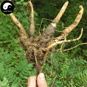 Nan Sha Shen 南沙參, Radix Adenophorae, Sha Shen, Ladybell Root-Health Wisdom™