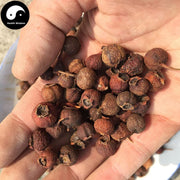 Nan Shan Zha 南山楂, South Hawthorn Fruit, Fructus Crataegi, Crataegus Cuneata-Health Wisdom™