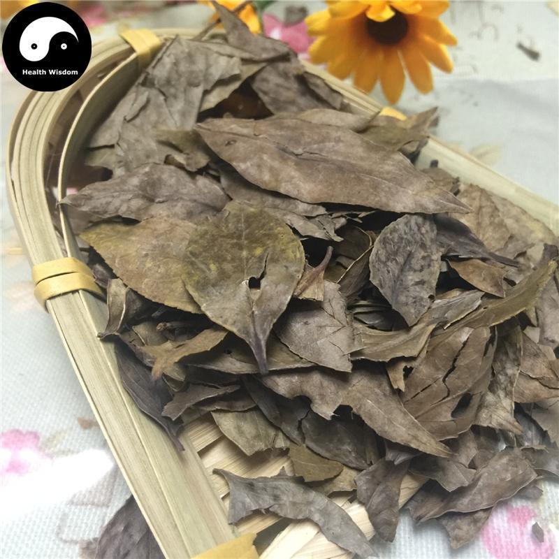 Nan Zhu Ye 南烛叶, Vaccinium Bracteatum Leaf, Wu Fan Shu 乌饭叶-Health Wisdom™