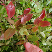 Nan Zhu Ye 南烛叶, Vaccinium Bracteatum Leaf, Wu Fan Shu 乌饭叶-Health Wisdom™