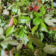 Nan Zhu Ye 南烛叶, Vaccinium Bracteatum Leaf, Wu Fan Shu 乌饭叶-Health Wisdom™