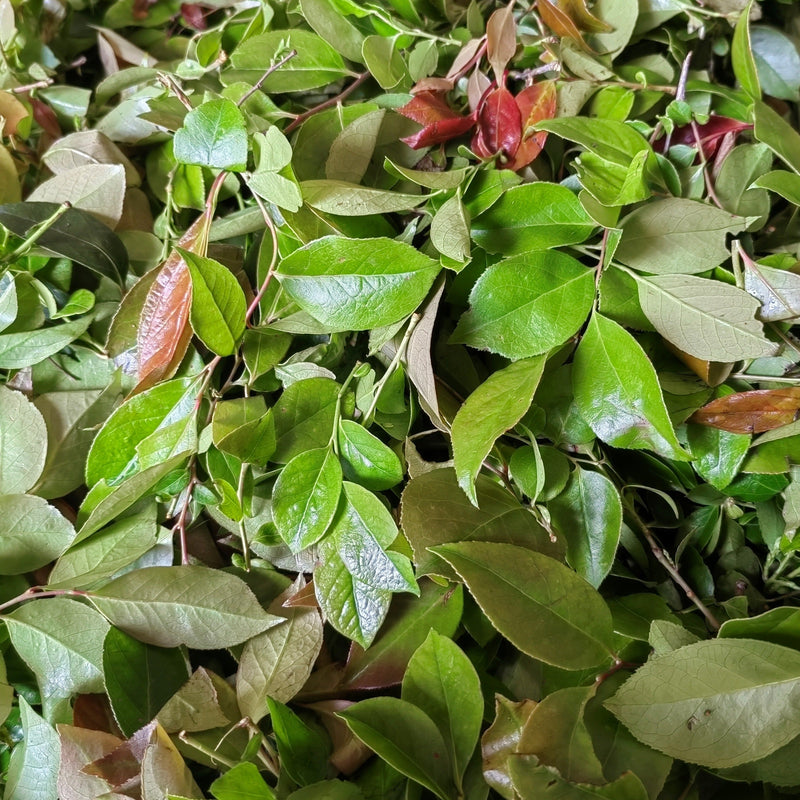 Nan Zhu Ye 南烛叶, Vaccinium Bracteatum Leaf, Wu Fan Shu 乌饭叶-Health Wisdom™