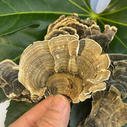 Natural Dried Turkey Tail Mushroom Coriolus Versicolor Tea Health Food Yun Zhi-Health Wisdom™