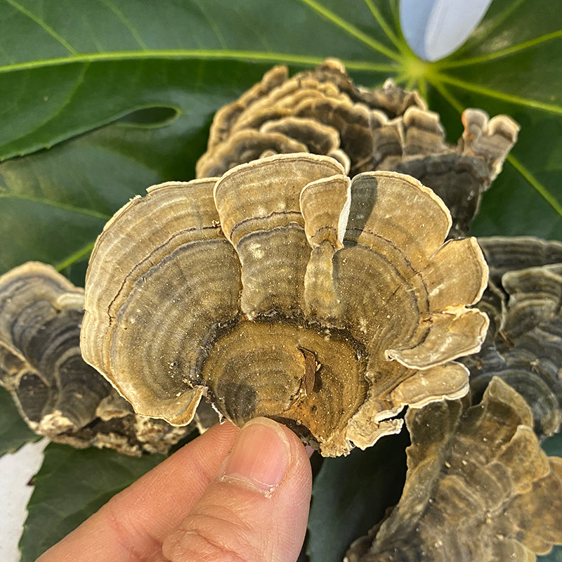 Natural Dried Turkey Tail Mushroom Coriolus Versicolor Tea Health Food Yun Zhi-Health Wisdom™