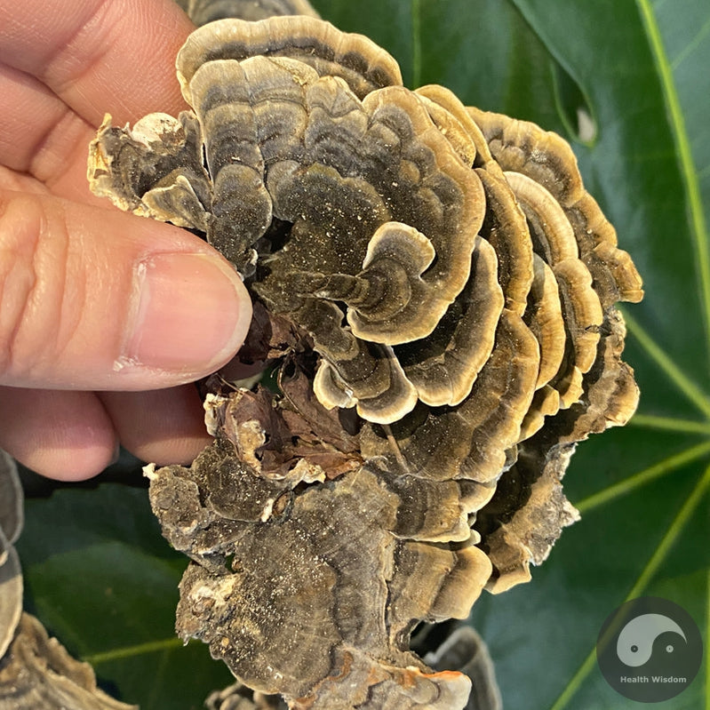 Natural Dried Turkey Tail Mushroom Coriolus Versicolor Tea Health Food Yun Zhi-Health Wisdom™