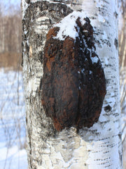 Natural Inonotus Obliquus, Dried Chaga Mushroom, Bai Hua Shu Rong 白桦树茸-Health Wisdom™