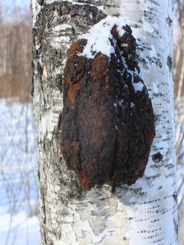 Natural Inonotus Obliquus, Dried Chaga Mushroom, Bai Hua Shu Rong 白桦树茸-Health Wisdom™
