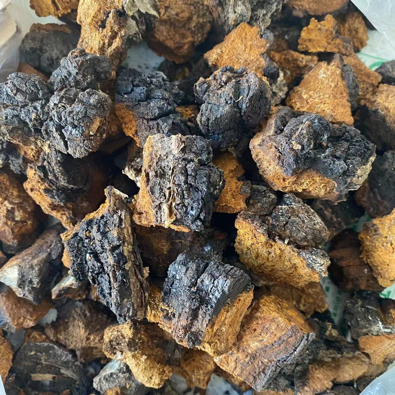 Natural Inonotus Obliquus, Dried Chaga Mushroom, Bai Hua Shu Rong 白桦树茸-Health Wisdom™