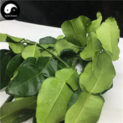 Ning Meng Ye 檸檬葉, Lemon Leaf-Health Wisdom™