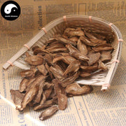 Niu Bang Gen 牛蒡根, Great Burdock Root, Radix Arctii, Arctium Lappa-Health Wisdom™