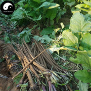 Niu Bang Gen 牛蒡根, Great Burdock Root, Radix Arctii, Arctium Lappa-Health Wisdom™