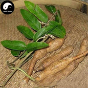 Niu Da Li 牛大力, Rhizoma Millettia Specisoa Champ, Millettia Root-Health Wisdom™