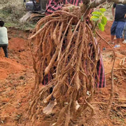 Niu Da Li 牛大力, Rhizoma Millettia Specisoa Champ, Millettia Root-Health Wisdom™