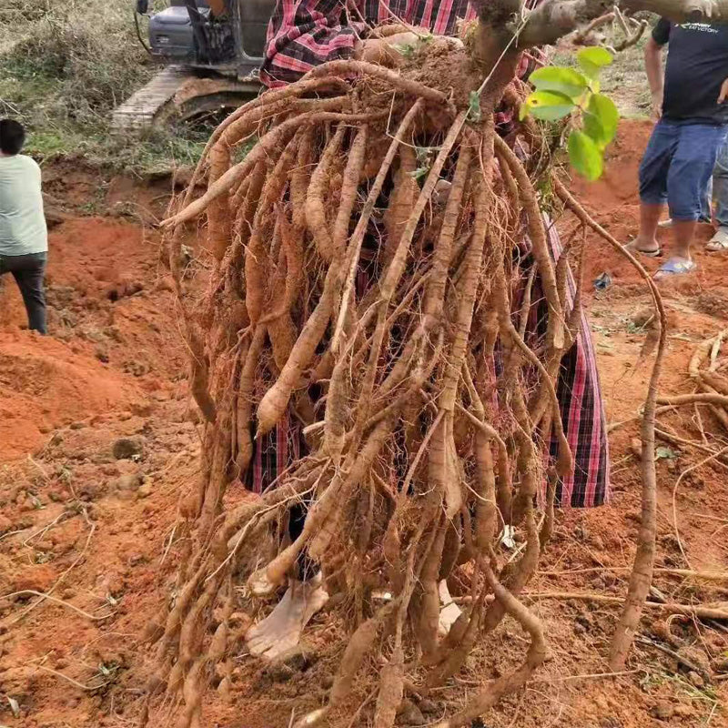 Niu Da Li 牛大力, Rhizoma Millettia Specisoa Champ, Millettia Root-Health Wisdom™
