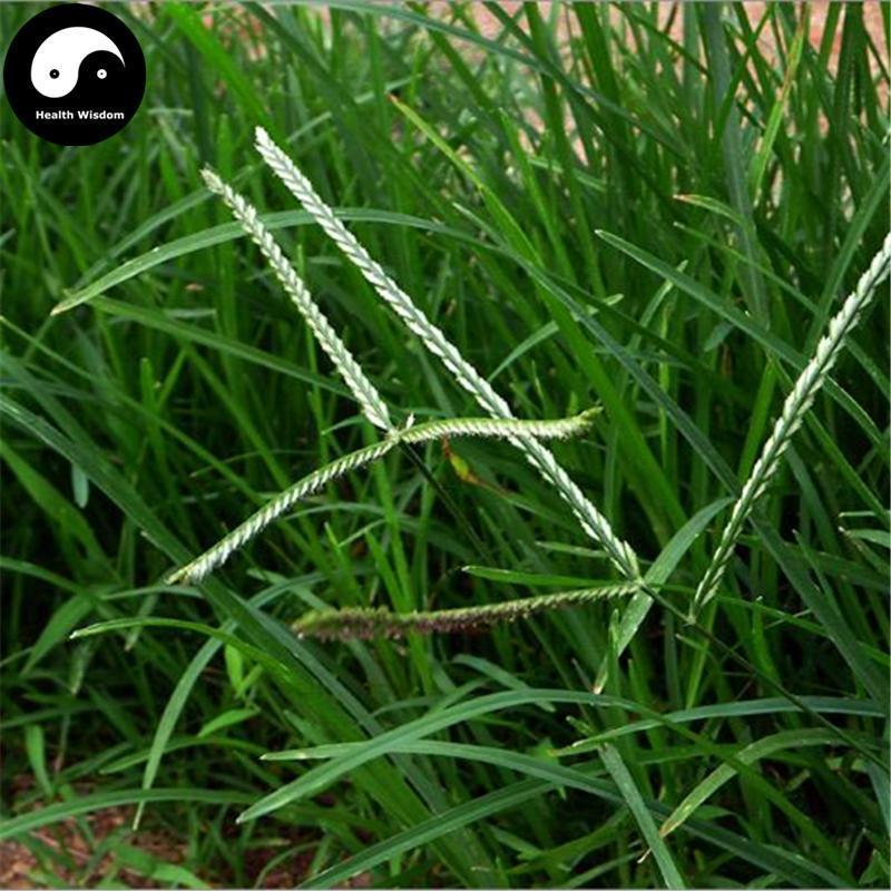 Niu Jin Cao 牛筋草, Herba Eleusines Indicae, Goosegrass Herb-Health Wisdom™