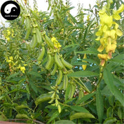 Nong Ji Li 農吉利, Herba Crotalariae, Ye Bai He, Xiang Ling Cao-Health Wisdom™
