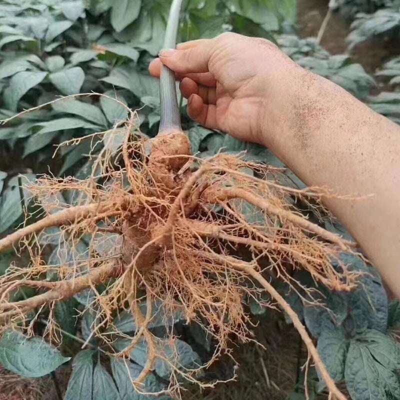 Notoginseng End Roots, Radix Pseudoginseng, San Qi, Tian Qi Xu 田七须-Health Wisdom™