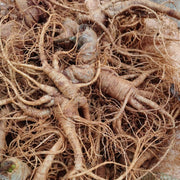 Notoginseng End Roots, Radix Pseudoginseng, San Qi, Tian Qi Xu 田七须-Health Wisdom™