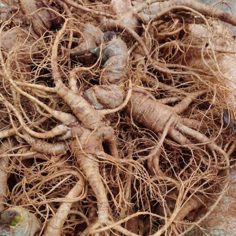 Notoginseng End Roots, Radix Pseudoginseng, San Qi, Tian Qi Xu 田七须-Health Wisdom™