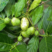 Nuo Li Guo 诺丽果, Dried Morinda Citrifolia, Dried Noni Fruits, Hai Ba Ji Tian-Health Wisdom™