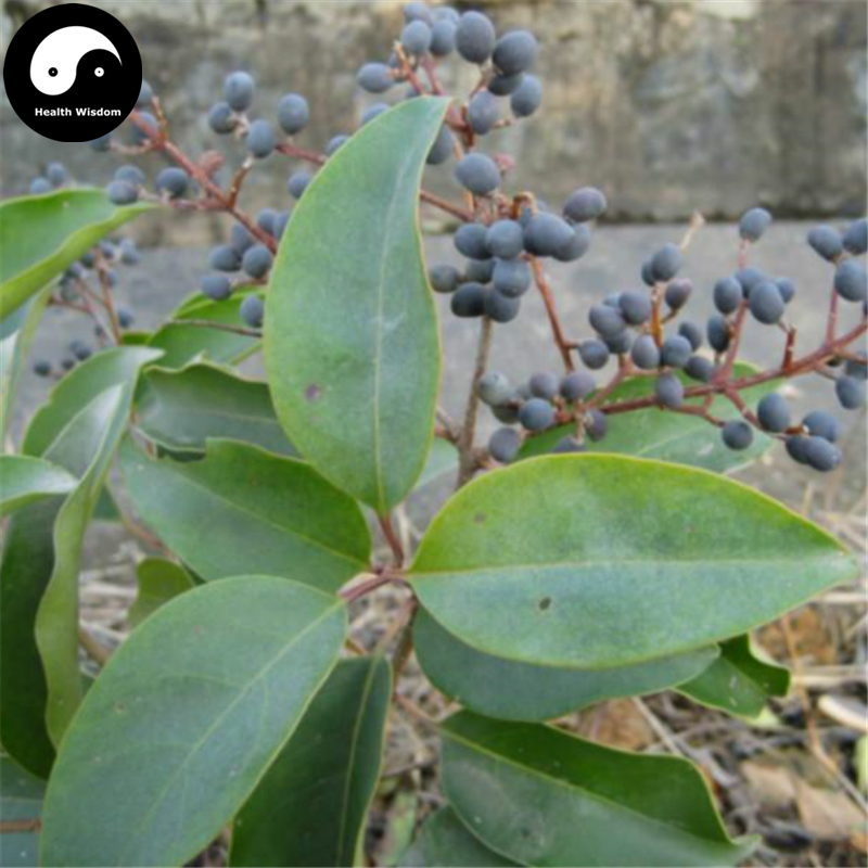 Nv Zhen Ye 女貞葉, Folium Ligustri Lucidi, Glossy Privet Leaf-Health Wisdom™