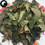 Nv Zhen Ye 女貞葉, Folium Ligustri Lucidi, Glossy Privet Leaf-Health Wisdom™