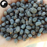 Nv Zhen Zi 女貞子, Fructus Ligustri Lucidi, Glossy Privet Fruit-Health Wisdom™