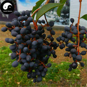 Nv Zhen Zi 女貞子, Fructus Ligustri Lucidi, Glossy Privet Fruit-Health Wisdom™