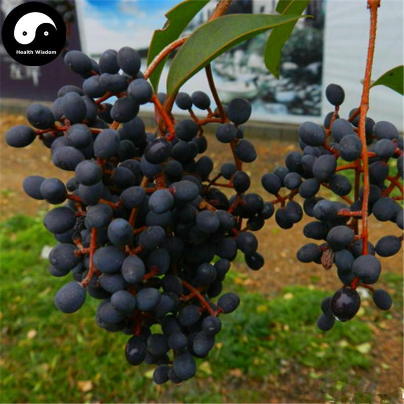 Nv Zhen Zi 女貞子, Fructus Ligustri Lucidi, Glossy Privet Fruit-Health Wisdom™