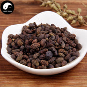 Nv Zhen Zi 女貞子, Fructus Ligustri Lucidi, Glossy Privet Fruit-Health Wisdom™