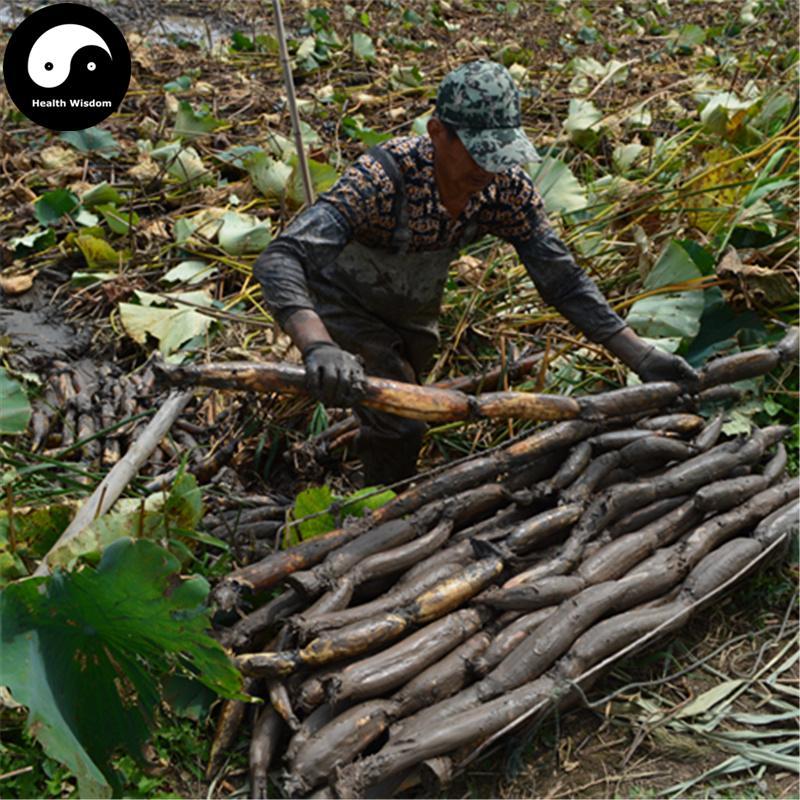 Ou Jie 藕節, Nodus Nelumbinis Rhizomatis, Lotus Rhizome Node-Health Wisdom™