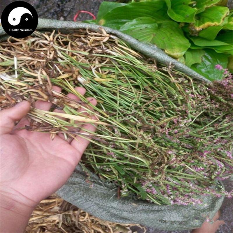 Pan Long Shen 盤龍參, Chinese Ladiestresses Herb, Herba Spiranthis Lanceae, Pan Long Cao-Health Wisdom™